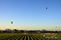 Three Balloons Over Vineyards