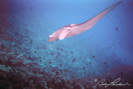 Manta Ray