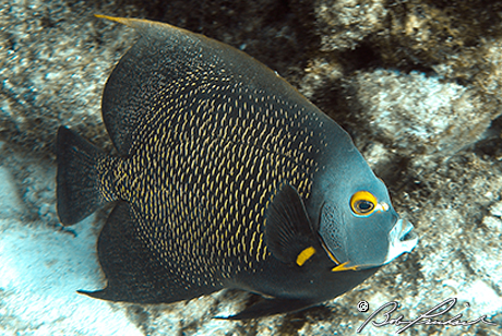 French Angelfish