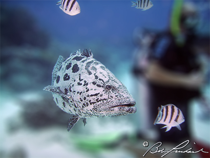 Potato Cod Scissortail Sergeants