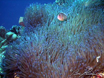Anemonefish349.jpg