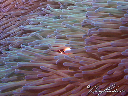 Anemonefish350