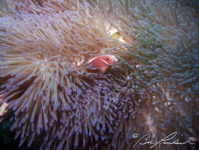 Anemonefish