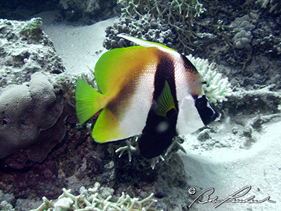 ButterflyFish007
