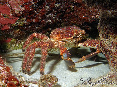 Crab