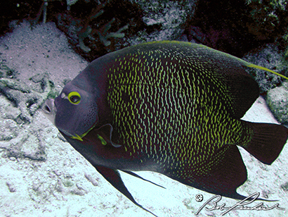 French Angelfish