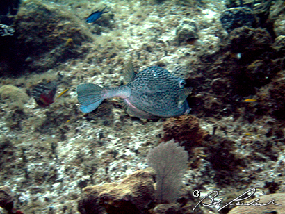 CI_Puffer_089