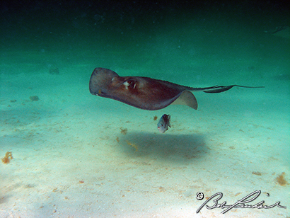 Stingray Fish