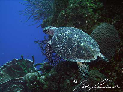 Turtle