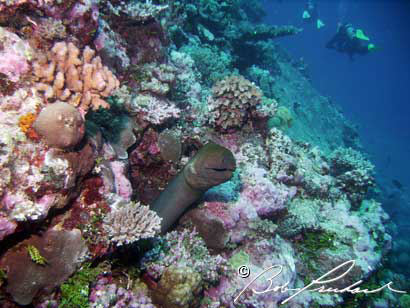 Eel285