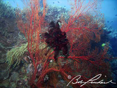 FeatherstarAndCorals410