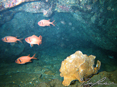 Hawaii, Frog Fish with peering shark