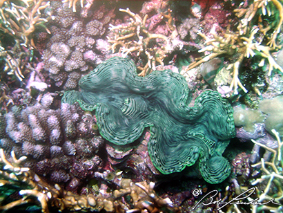 GiantClam176.jpg