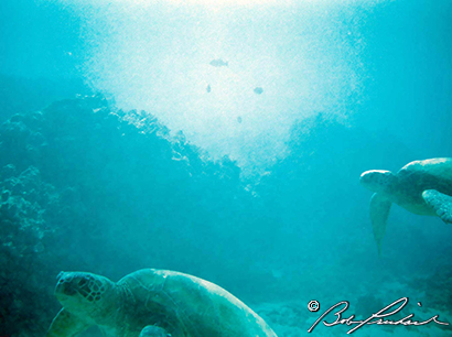 Hawaii, Green Sea Turtles