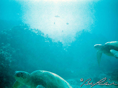 Green Sea Turtles
