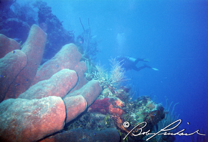 LHReefTubeCoralDiver60