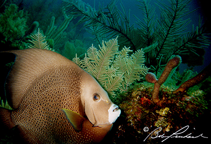 Lighthouse Reef French Angel Fish