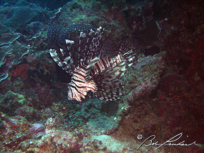 LionFish068