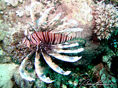 Great Barrier Reef, Lion Fish
