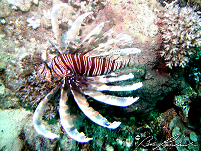 LionFish202