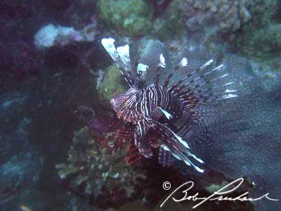 LionFish298
