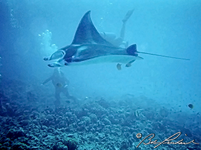 Hawaii, Manta Ray