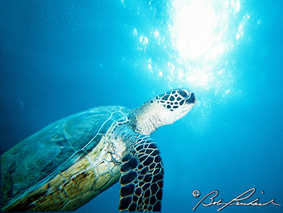 Green Sea Turtle