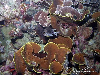 WhiteBellyDamselFish322