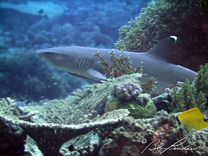 Great Barrier Reef,White Tip Shark