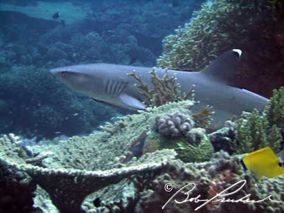 Great Barrier Reef,White Tip Shark