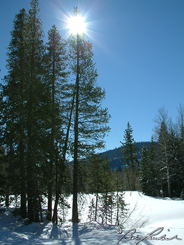 Winter Sun Tahoe trees