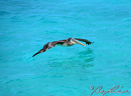 Pelican Skims Water
