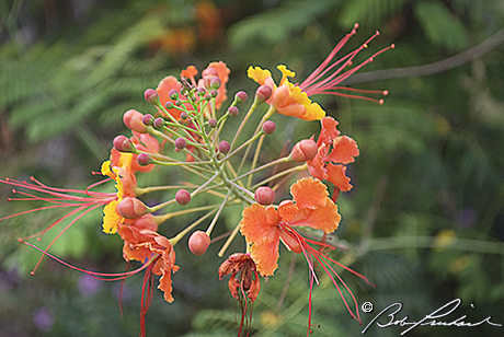 Peacock Flower