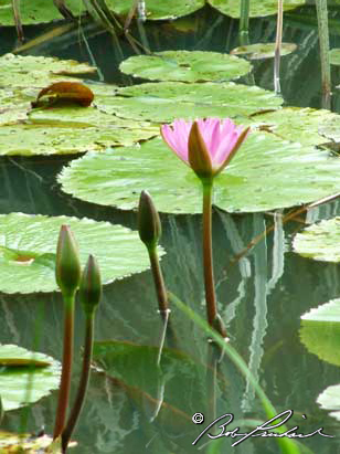 Water Lily 