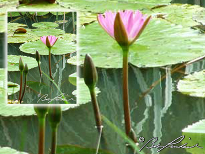 Hawaii, Lily