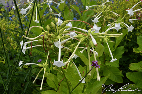 Nicotiana Flowers