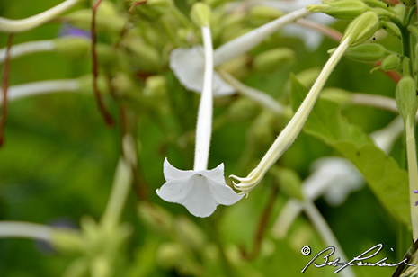 White Nicotiana Flower 