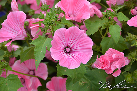 Pink Malva