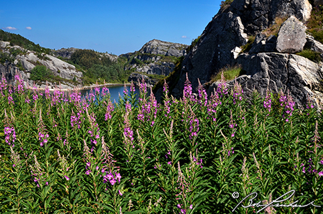 Lupine Framed Fjord