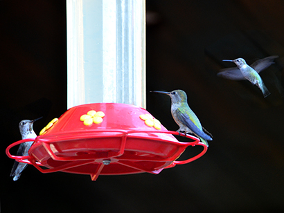 Hummingbirds