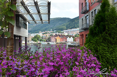 Bergen Framed With Phlox Flowers