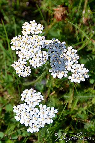 White Yarrow Flowers