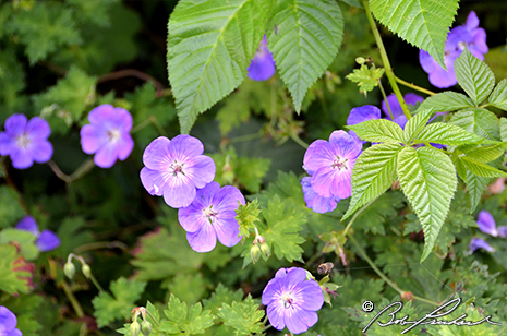 Lilac Cranesbill