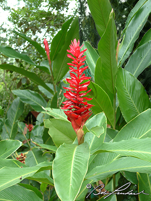 Belize: Ginger