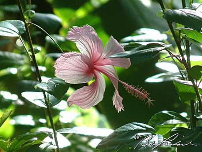 Hibiscus