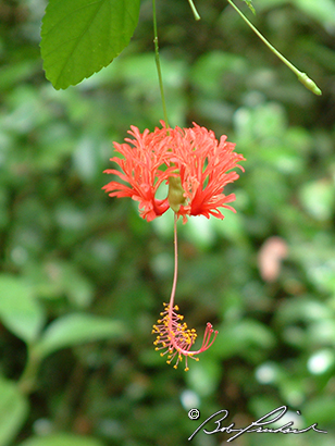 Belize: Redish/Orange Hibiscus