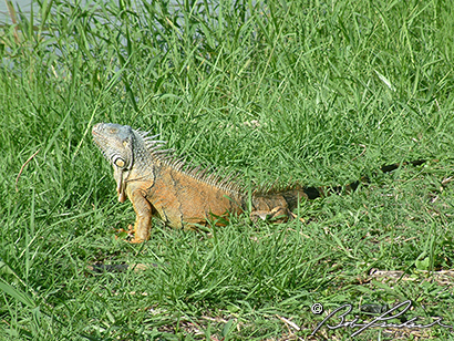 Belize: Iguana