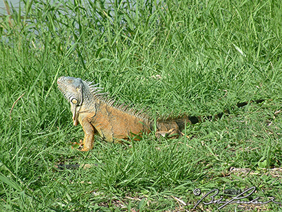 Belize_Iguana51