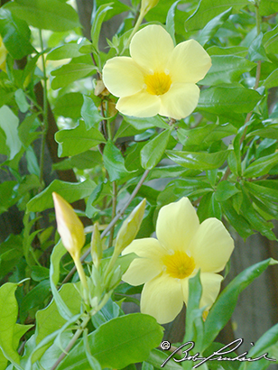 Belize: Yellow Mandevilla