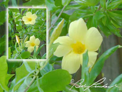 Rainforest Mandevilla, Belize